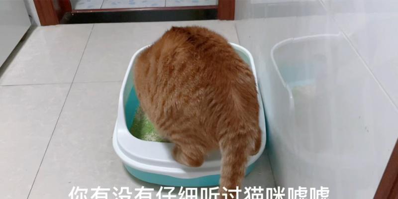 猫连我的电脑没有声音怎么回事？如何解决？