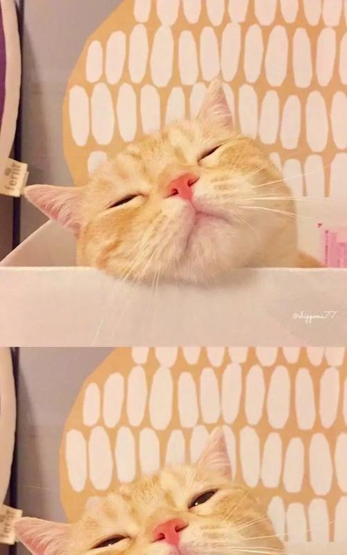 苹果手机小猫应用安装步骤是什么？